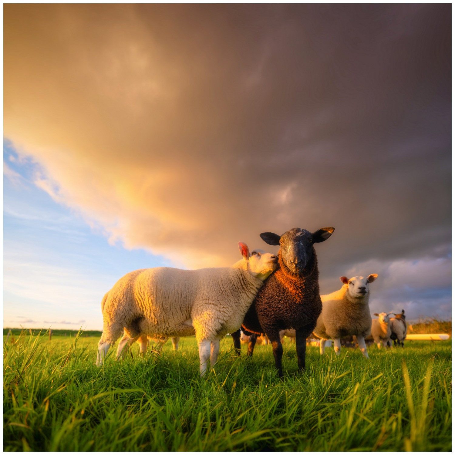 Wallario Möbelfolie Schafherde im Abendlicht