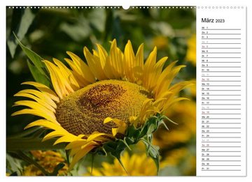 CALVENDO Wandkalender Ein Jahr lang Sonnenblumen (Premium, hochwertiger DIN A2 Wandkalender 2023, Kunstdruck in Hochglanz)