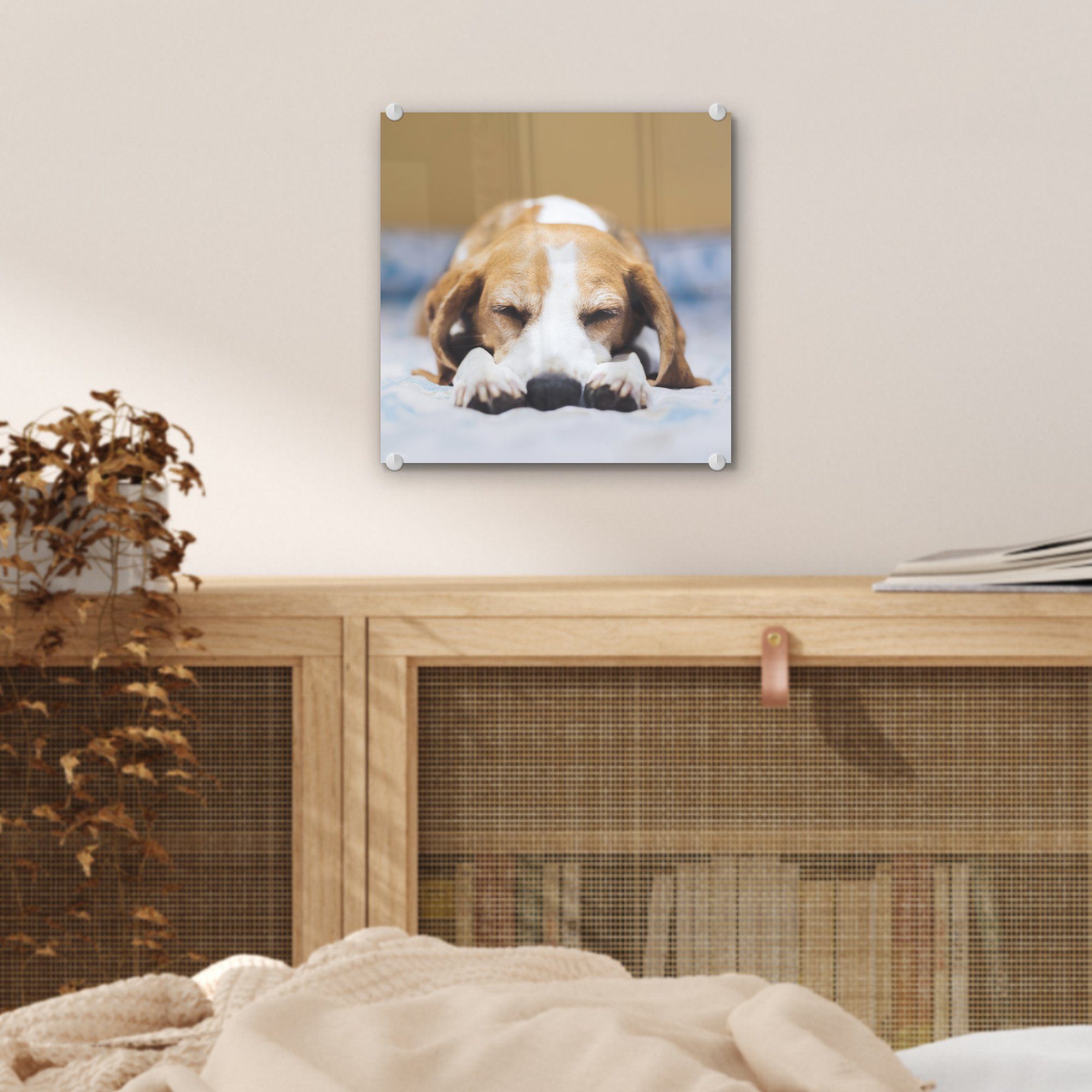 MuchoWow Acrylglasbild Schlafender St), auf (1 auf Glasbilder - Wanddekoration Glas Beagle-Welpe einem auf - Bett, Bilder Wandbild Glas Foto 