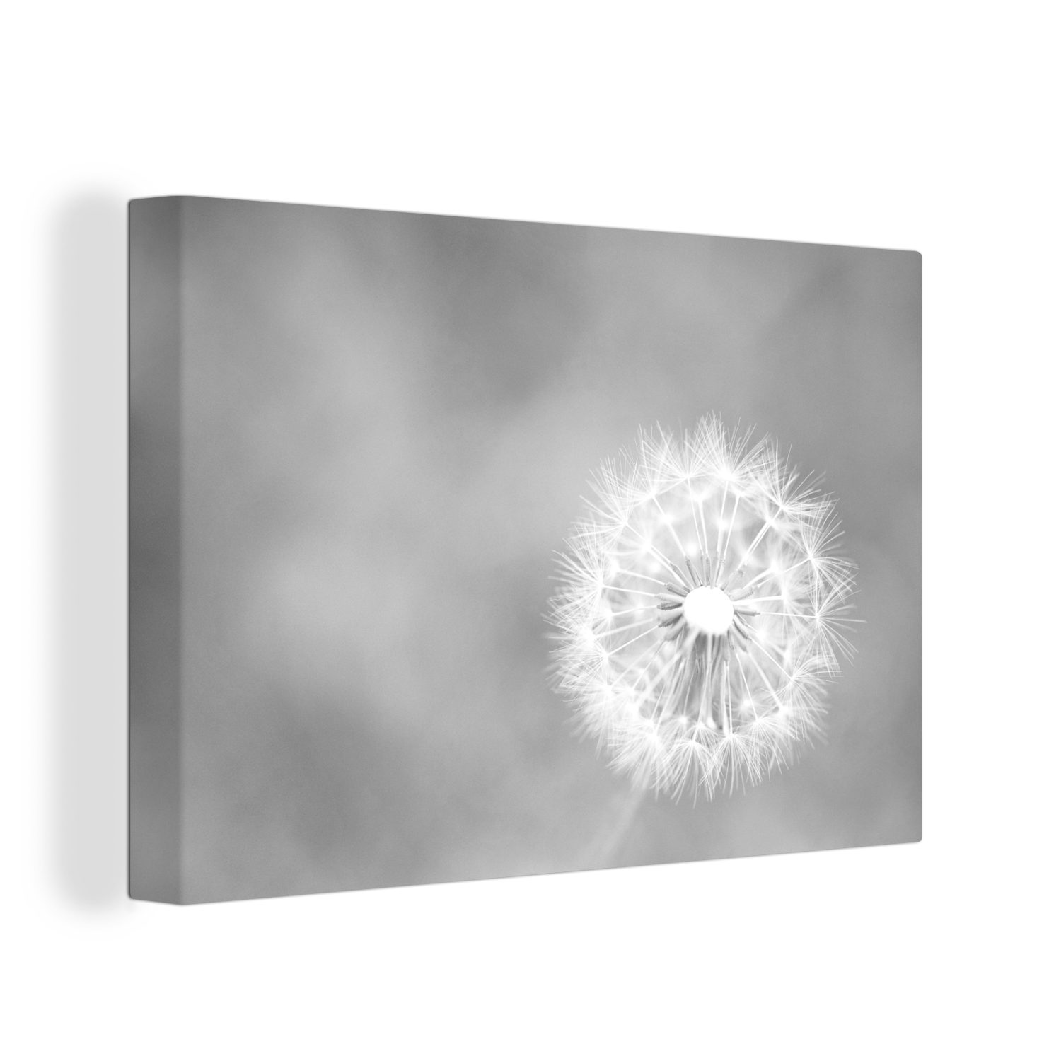 OneMillionCanvasses® Leinwandbild Löwenzahn Fotodruck Wanddeko, 30x20 weiß, Leinwandbilder, St), (1 - schwarz Wandbild cm Aufhängefertig, und