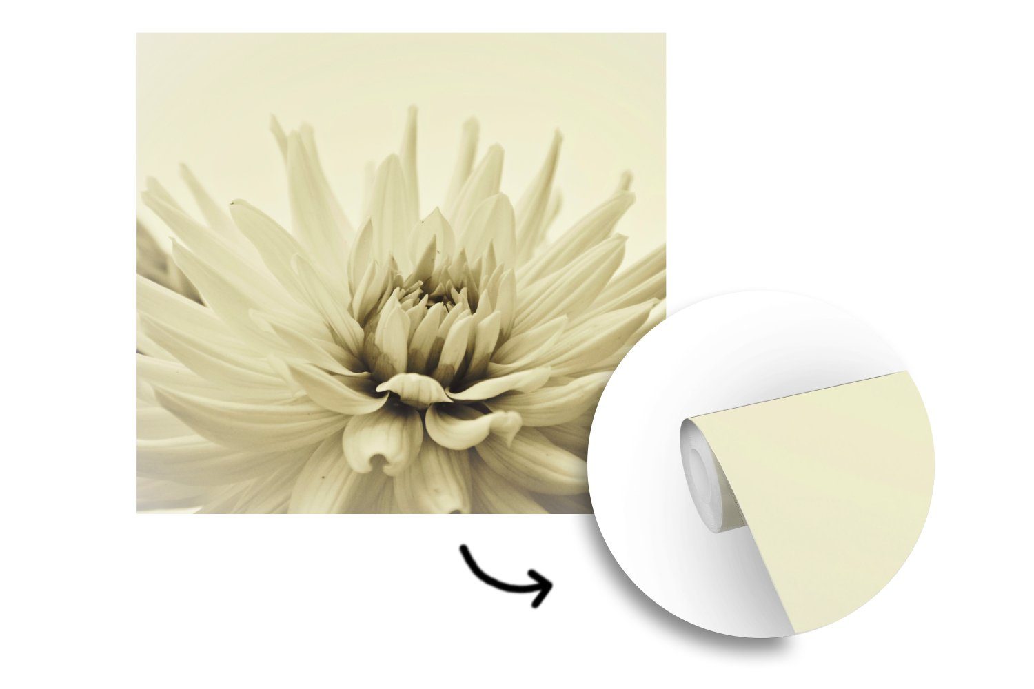 MuchoWow Fototapete Weiße Dahlienblüte Sepia-Fotodruck, (4 St), Matt, bedruckt, Fototapete Schlafzimmer für Vliestapete Wohnzimmer Küche