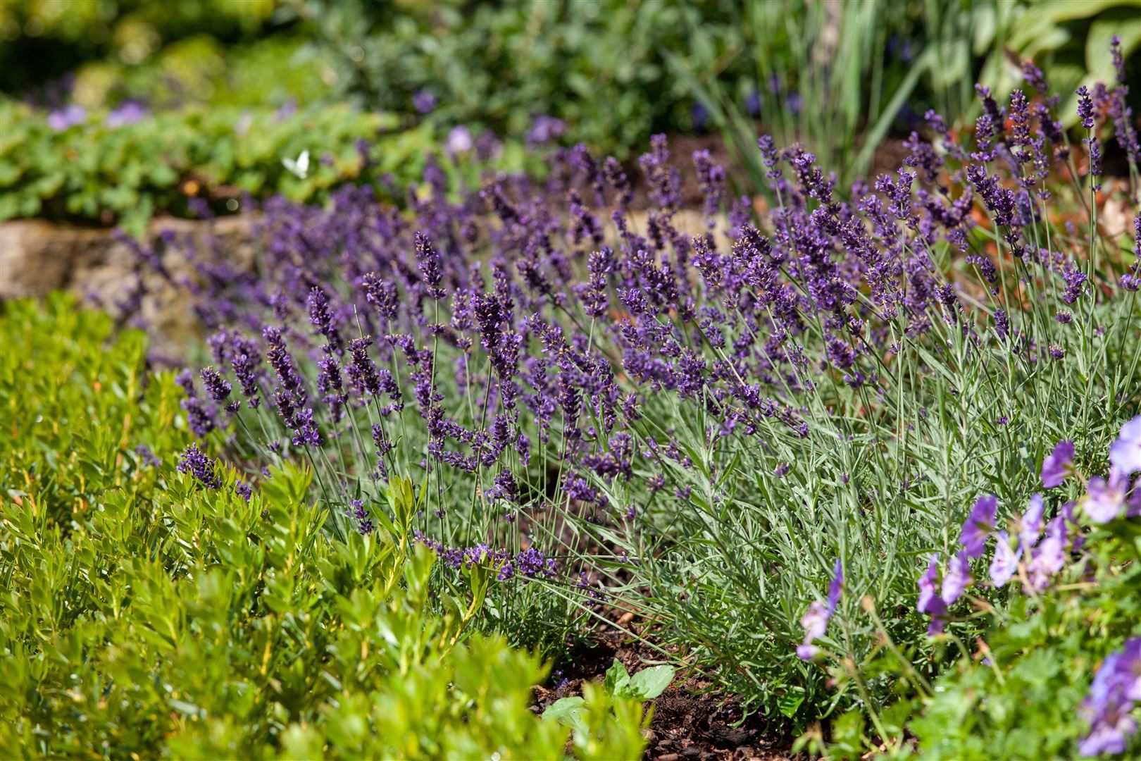 Pflanzen für Dich Staude Lavandula ang. Siesta, 1 St., Lavendel, Echter Lavendel