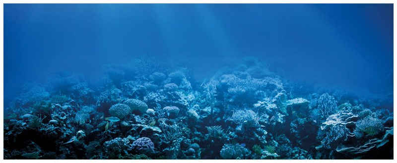 Wallario Glasbild, Unterwasserwelt Meer, in verschiedenen Ausführungen