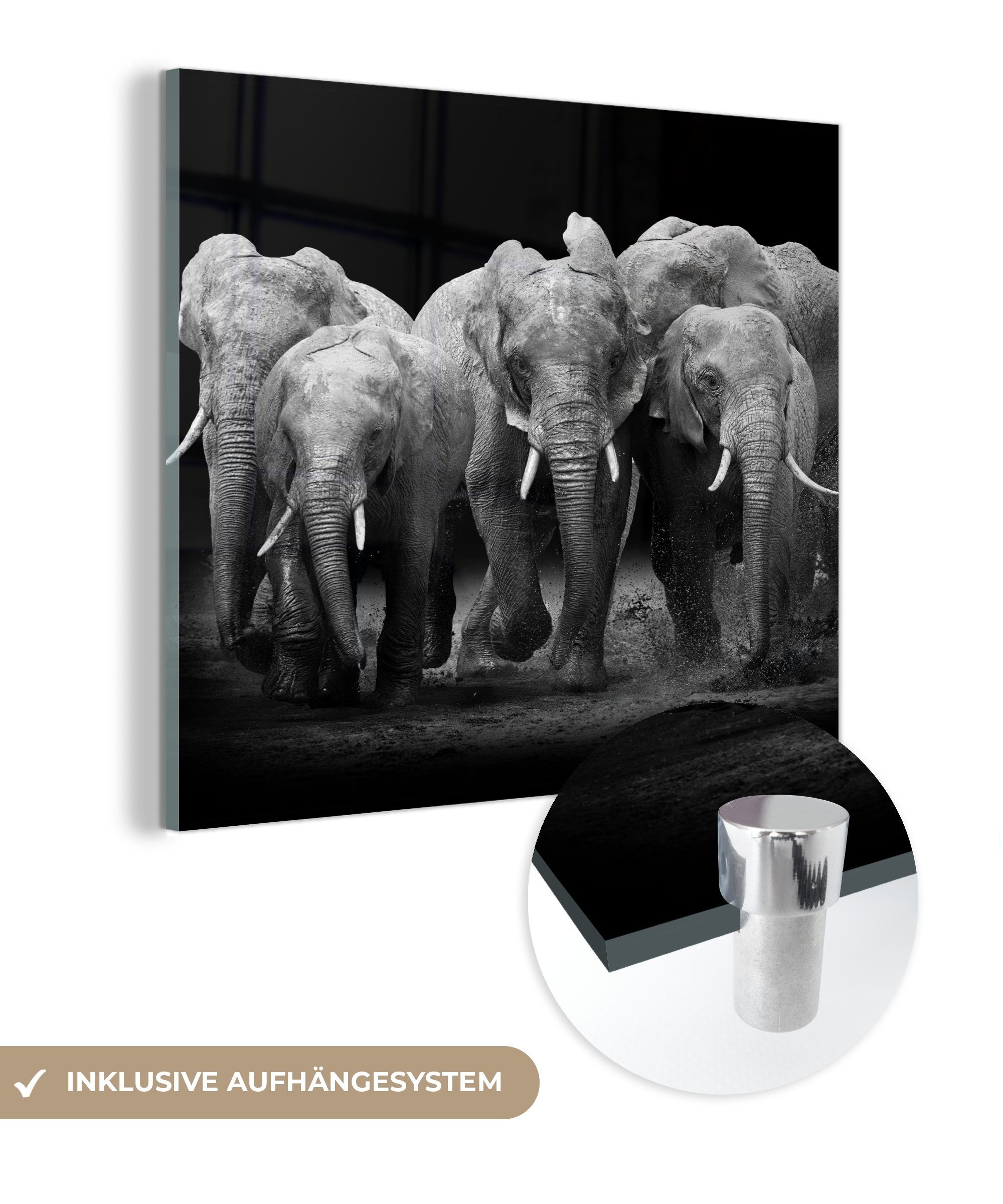 Acrylglasbild Elefant - Schwarz - Weiß - Tiere