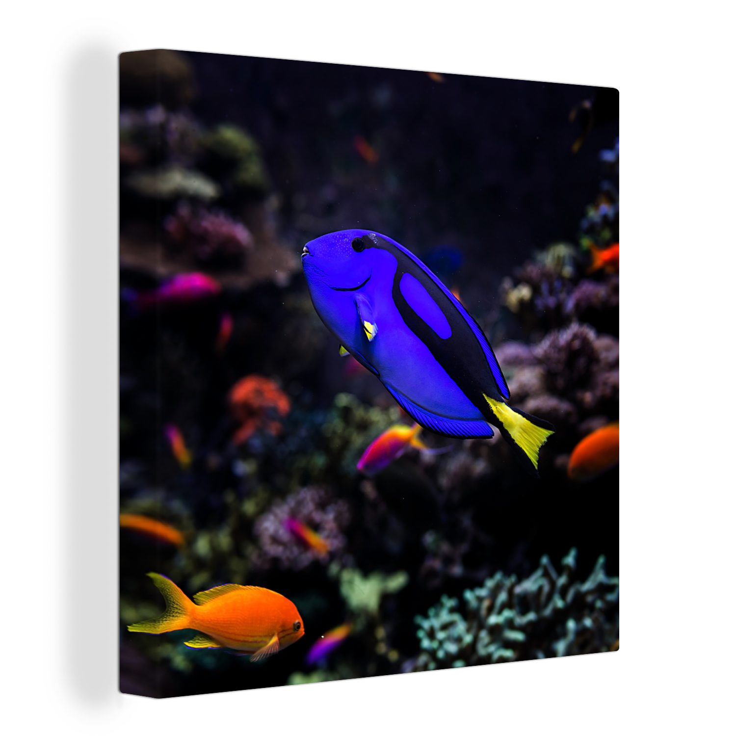 OneMillionCanvasses® Leinwandbild Ein Picasso-Doktorfisch in einem Aquarium, (1 St), Leinwand Bilder für Wohnzimmer Schlafzimmer