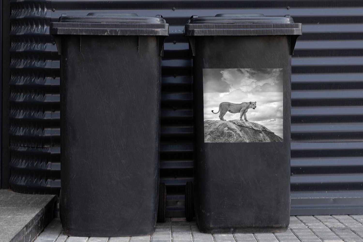 Sticker, Mülltonne, Felsen schwarz auf brüllend Abfalbehälter Löwin Container, MuchoWow einem Wandsticker - St), (1 weiß Mülleimer-aufkleber, und