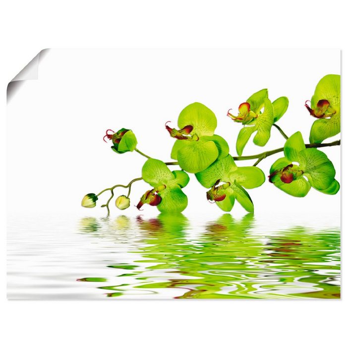 Artland Wandbild Schöne Orchidee mit grünem Hintergrund Blumen (1 St) als Alubild Leinwandbild Wandaufkleber oder Poster in versch. Größen