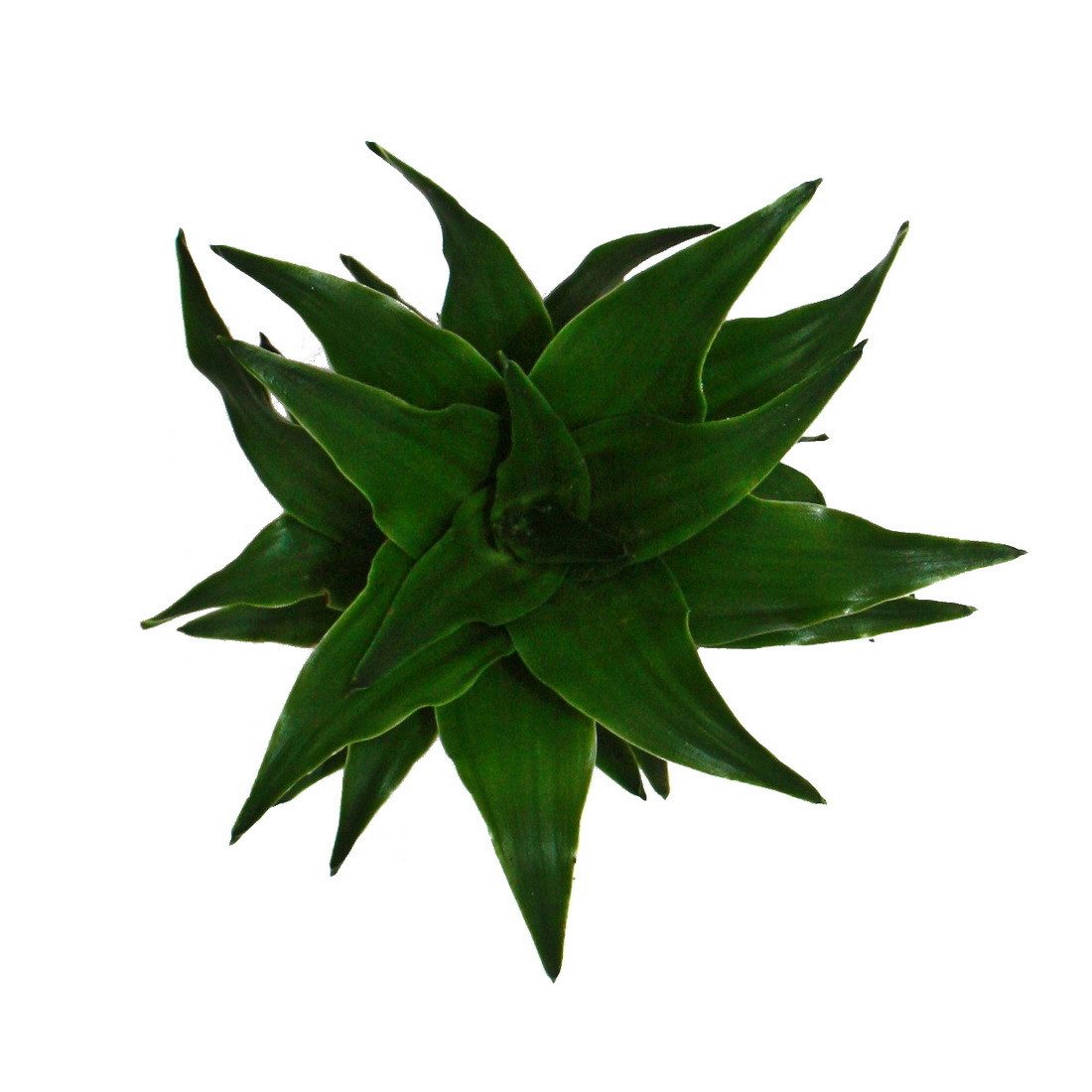Exotenherz Zimmerpflanze Mini-Pflanze Dracaena compacta Drachenbaum im 5,5c günstig online kaufen