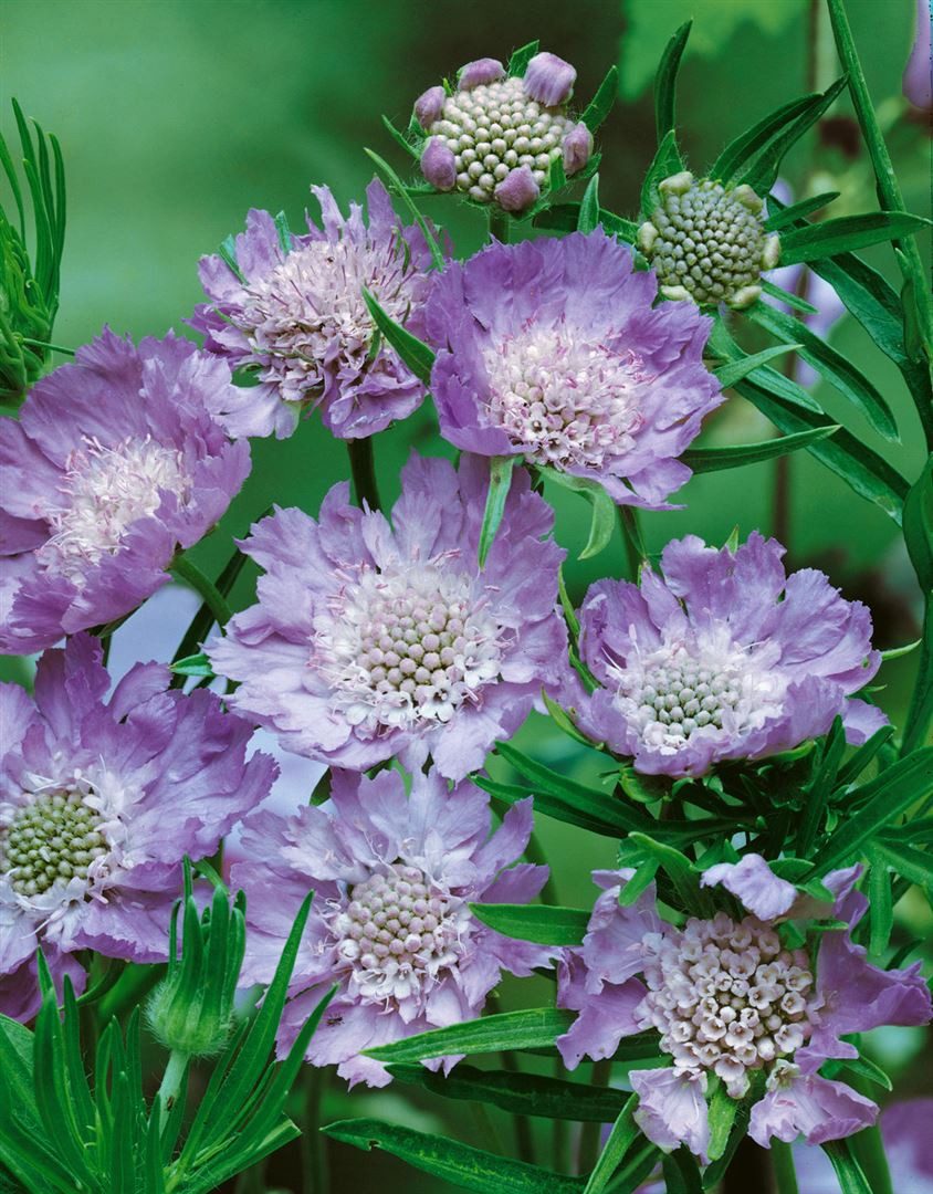 Pflanzen für Dich Staude Scabiosa caucasica Perfecta, 1 St., Kaukasische Skabiose, Skabiose