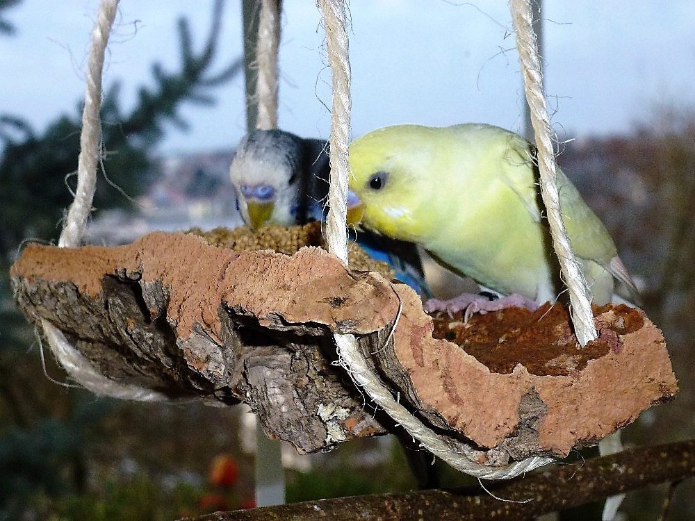 halmland Vogelspielplatz Korkschaukel Wellensittich Vogelschaukel aus Kork Vogelzubehör