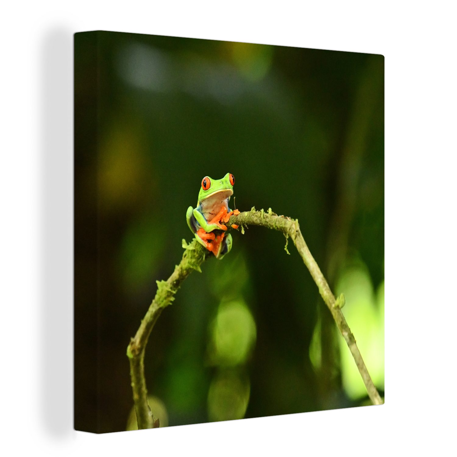 OneMillionCanvasses® Leinwandbild Frosch - Äste - Grün, (1 St), Leinwand Bilder für Wohnzimmer Schlafzimmer