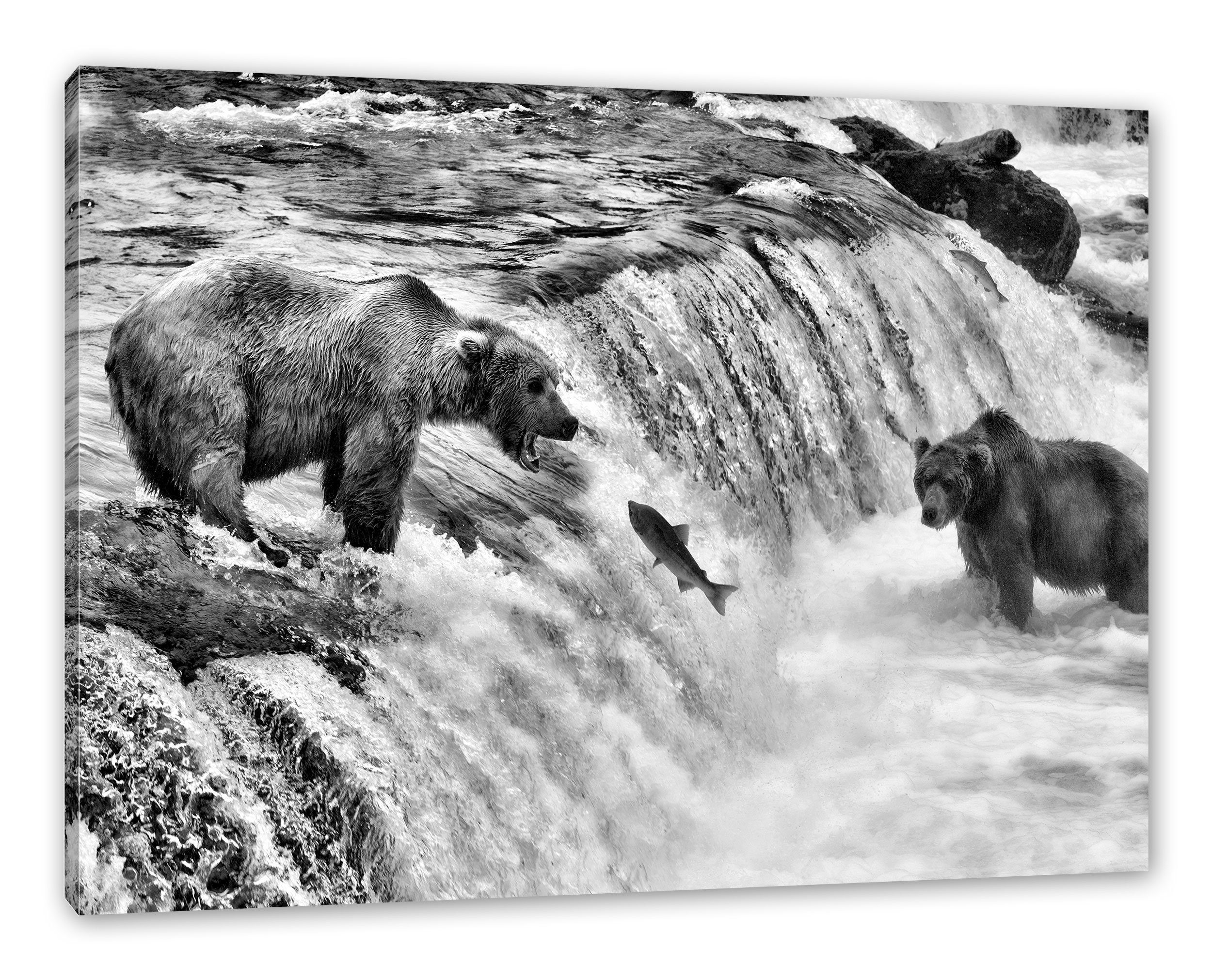 fangen St), Zackenaufhänger Bären fertig Pixxprint Leinwandbild (1 inkl. Lachs bespannt, fangen Leinwandbild Bären Lachs,