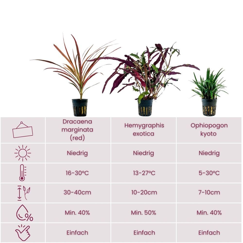Aquaone Wasserpflanze Pflanzen Set mit 3 Terrarienpflanzen Nr.277 günstig online kaufen