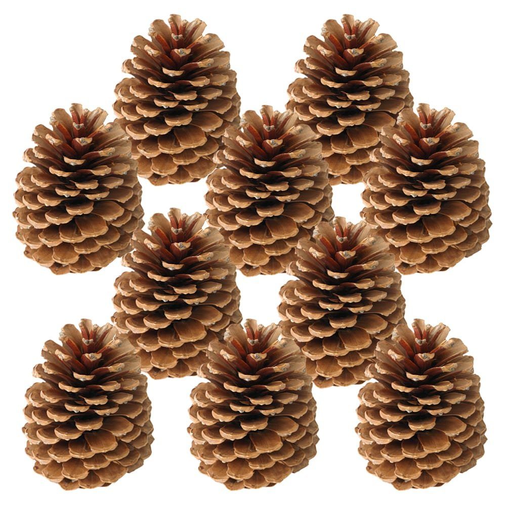 matches21 HOME & HOBBY Bastelnaturmaterial Große Tannen-Zapfen Streudeko braun 10 Stk. in 10-14 cm, (10-tlg), Weihnachten Deko-Zapfen zum Basteln und Weihnachtsbaum-Schmuck