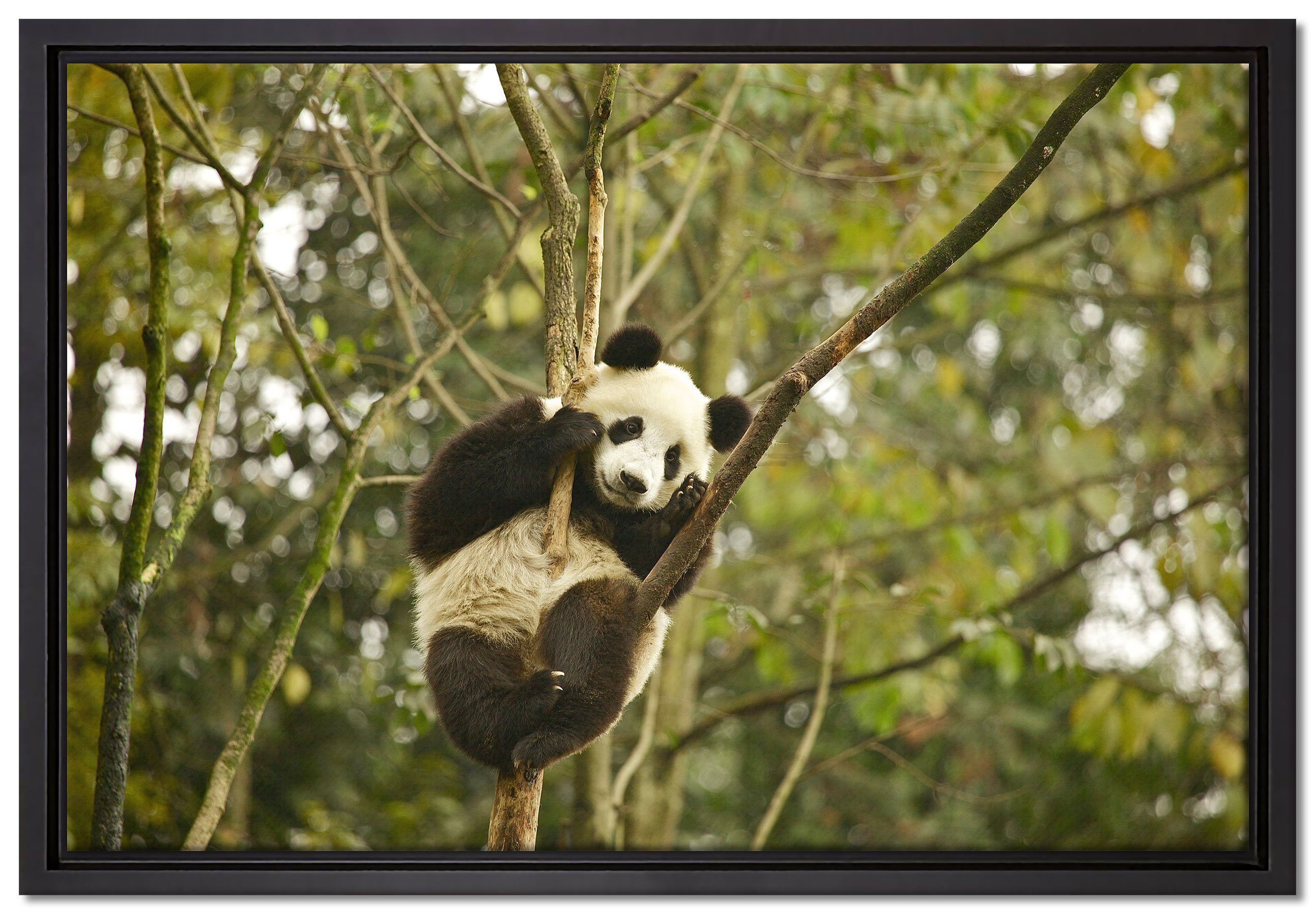 niedlicher gefasst, Baum, (1 Pandabär auf Pixxprint Zackenaufhänger Wanddekoration St), fertig in Schattenfugen-Bilderrahmen einem inkl. Leinwandbild bespannt, Leinwandbild