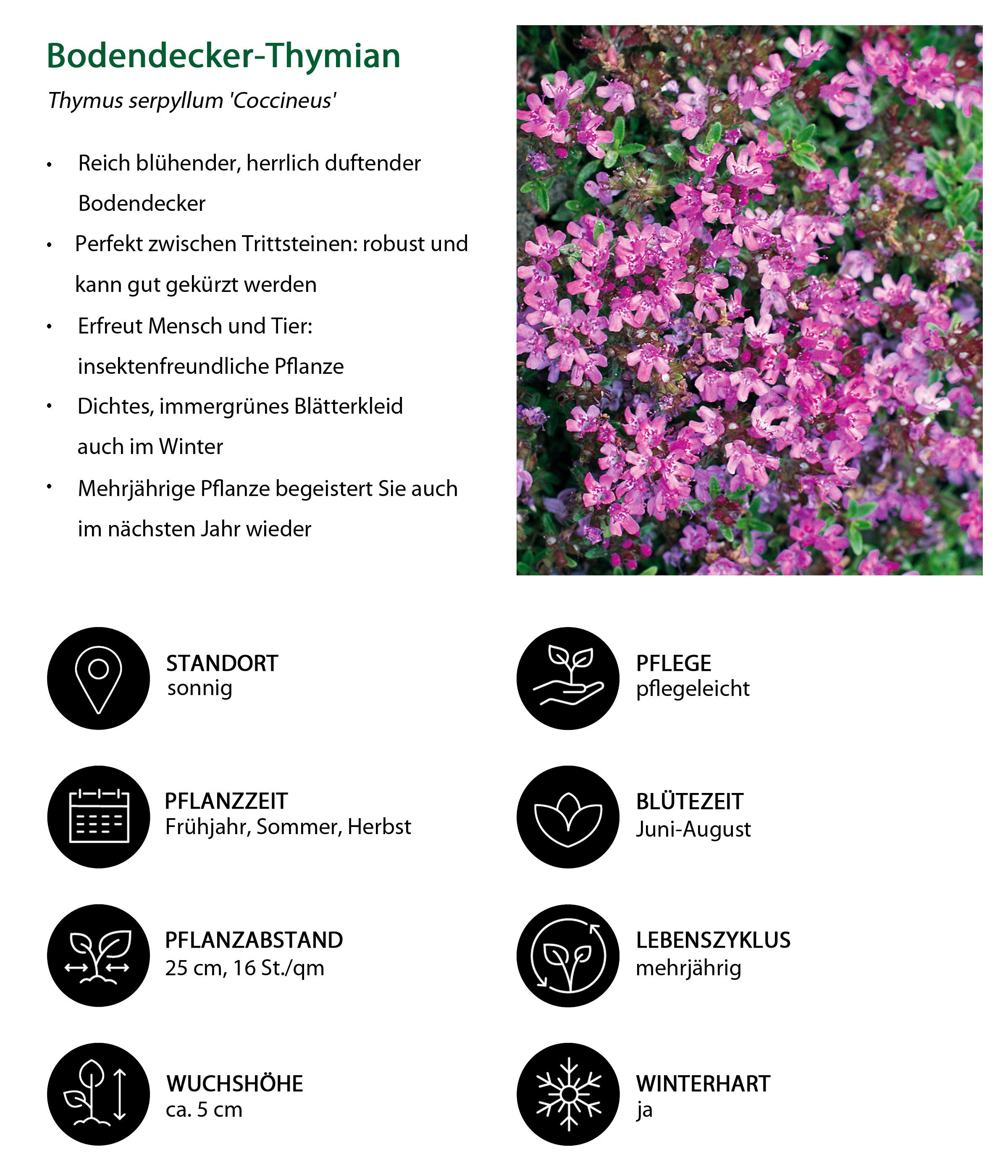 Dehner Rose Bio Stauden-Set Bodendecker Duftender Thymian, je 3-20 cm