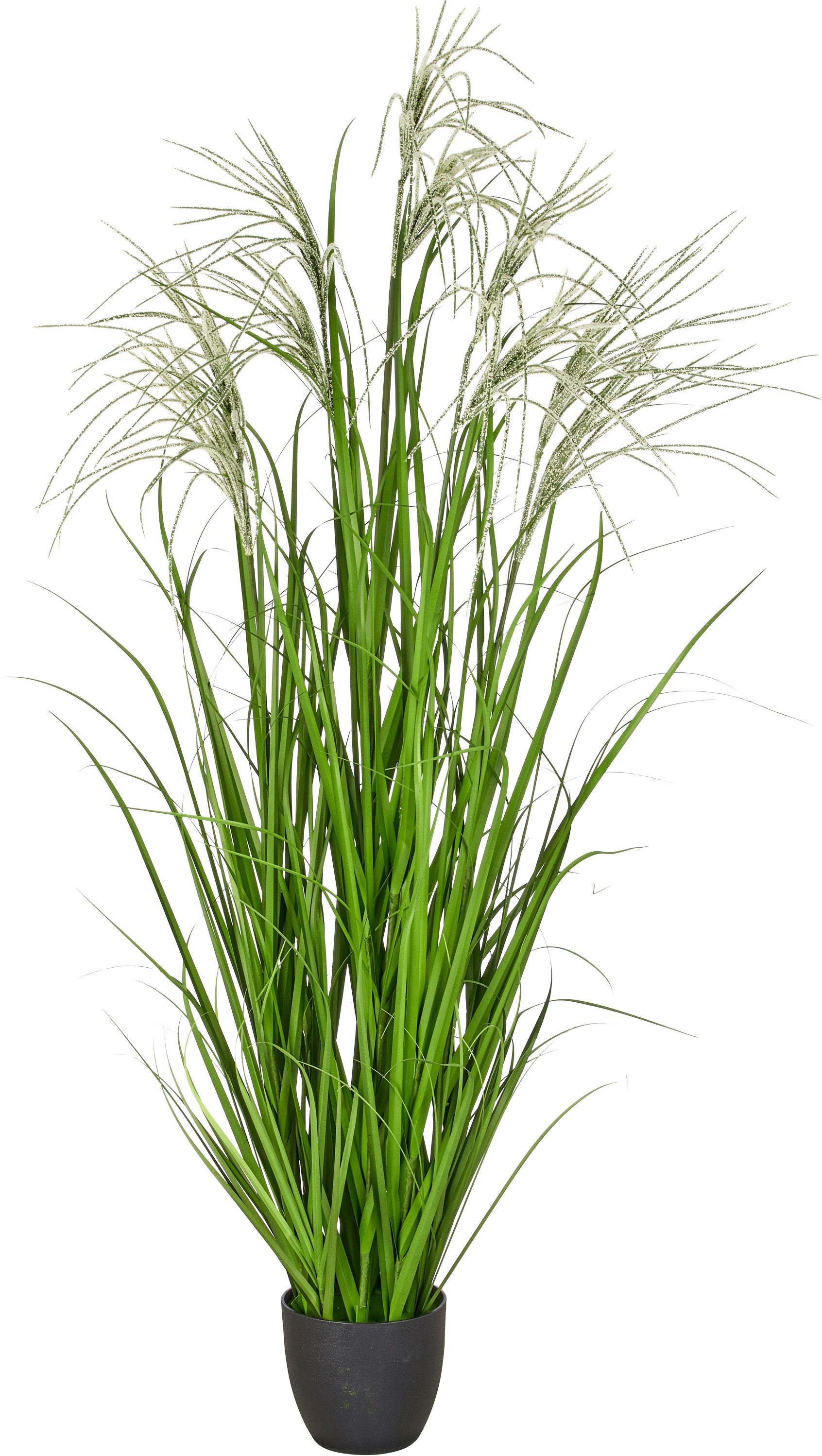 Kunstgras Grasbusch Miscanthus graziella, Creativ green, Höhe 175 cm, mit dekorativen Blüten