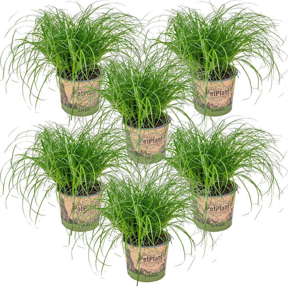 Bloomique Zimmerpflanze Bloomique - 6er Set - Cyperus Zumula - Katzengras Fertig Gewachsen - Z, 6 St.