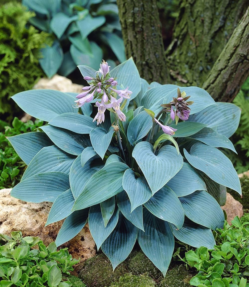 BALDUR Garten Staude Riesen-Hosta blau 'Halcyon', 2 St., Funkie,winterhart, mehrjährig, pflegeleicht