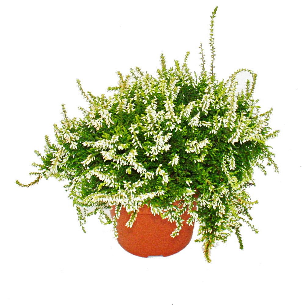Exotenherz Beetpflanze Hängende Calluna 3er Set hängende Besenheide winterhart 12cm Topf
