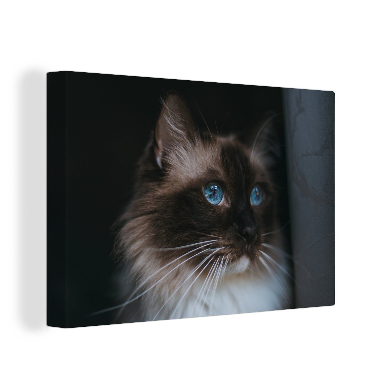 OneMillionCanvasses® Leinwandbild Ragdoll-Katze mit schönen blauen Augen, (1 St), Wandbild Leinwandbilder, Aufhängefertig, Wanddeko, 30x20 cm