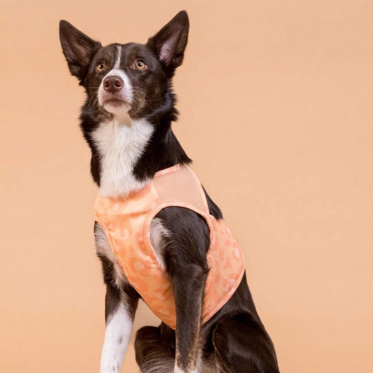 PAIKKA Hundeweste Hunde Kühlweste "Cool Vest" pfirsich