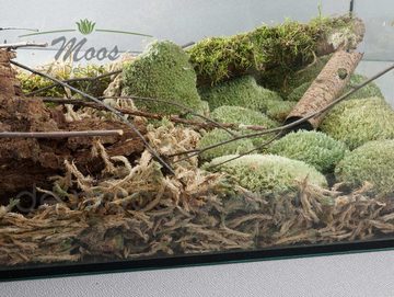 Moos-Design Einstreu Terrarium Bodengrund Kugelmoos (1-tlg)