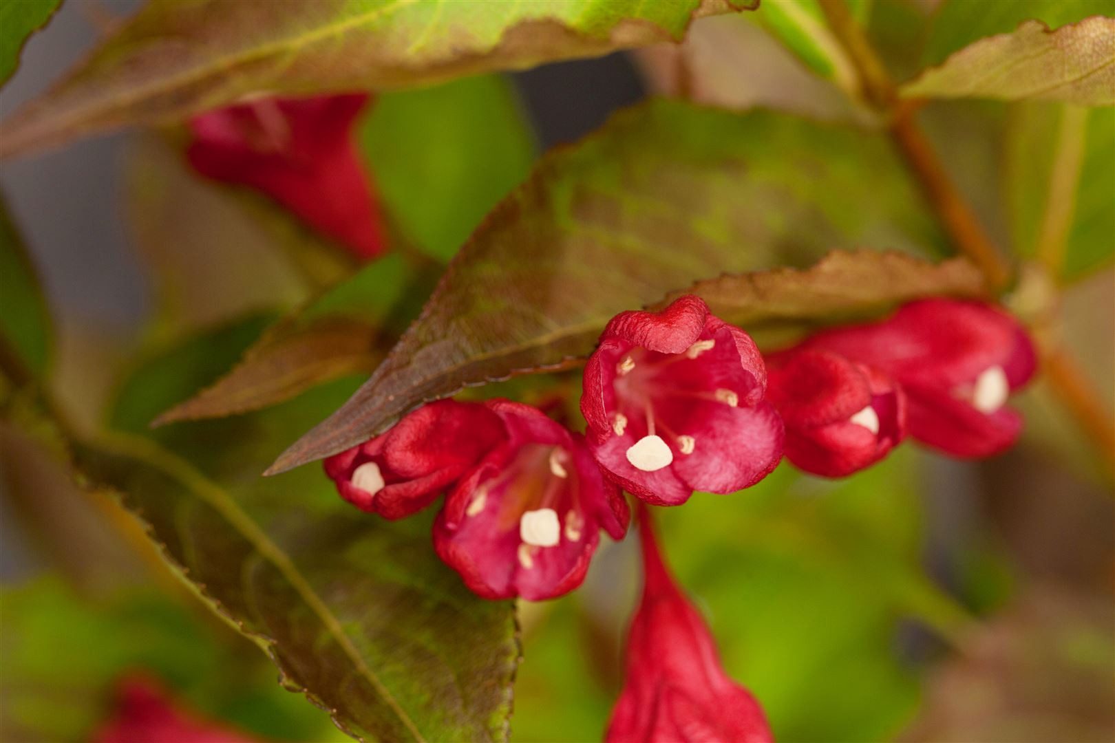 Pflanzen für Dich Hecken Weigela All Summer Red, 1 St., Weigelie, dunkelrot, langblühend