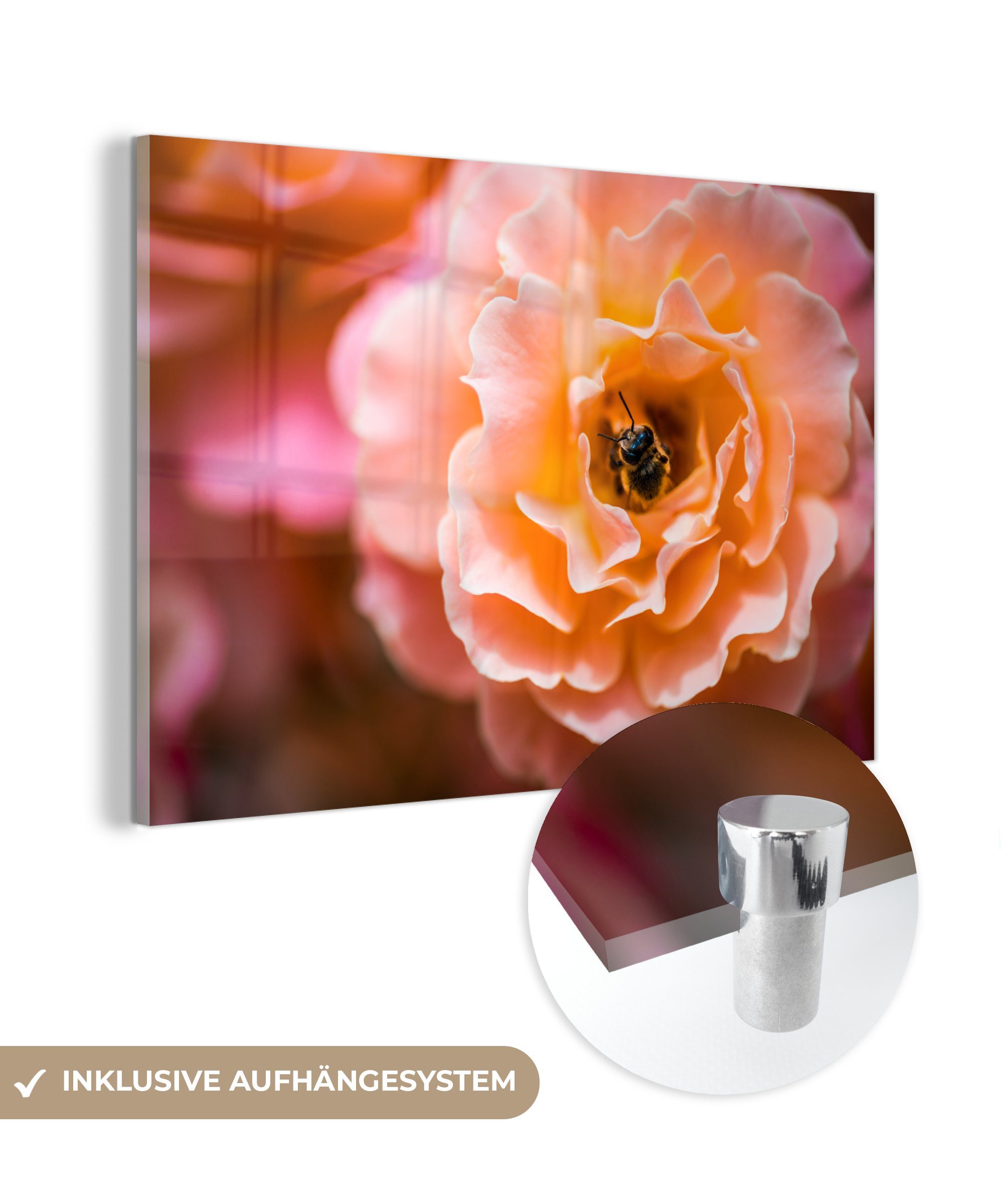 MuchoWow Acrylglasbild Rose - Blume - Biene, (1 St), Acrylglasbilder Wohnzimmer & Schlafzimmer