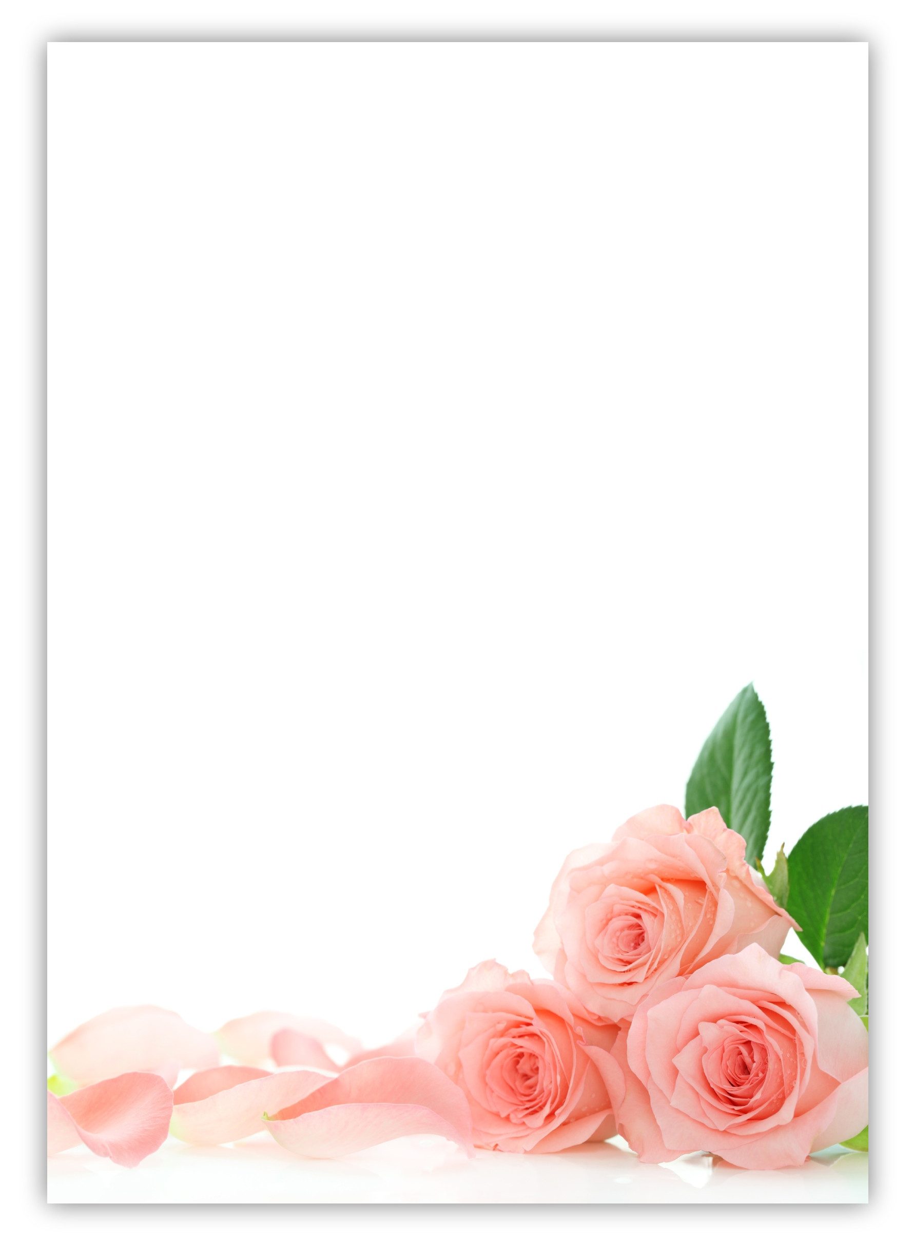 Drei rosa Rosen. ( MPA-5024 )