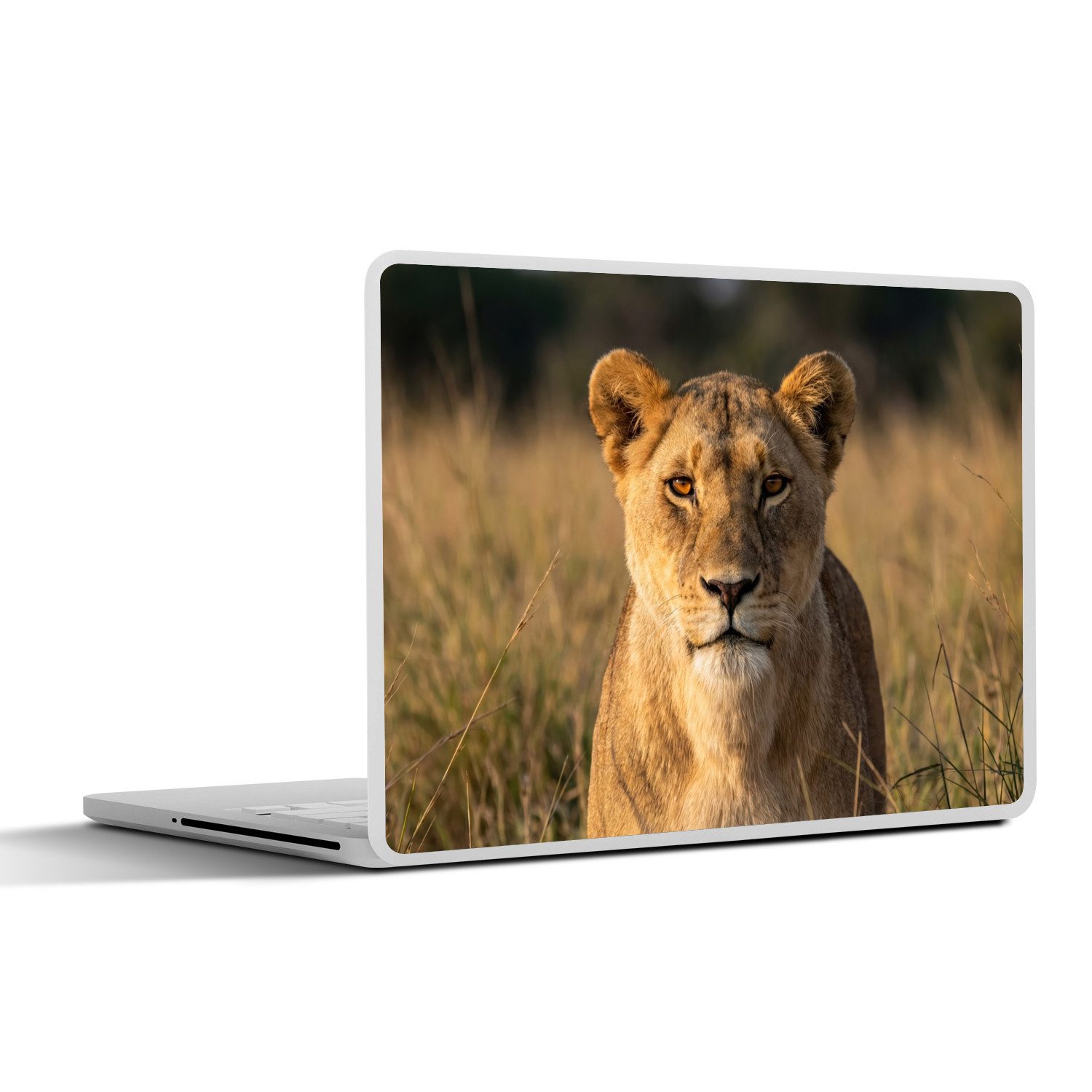 MuchoWow Laptop-Aufkleber Löwin - Gras - Gelb, (1tlg), Laptop Folien Cover, Aufkleber, Sticker, Schutz vor Kratzern, 30x21 cm