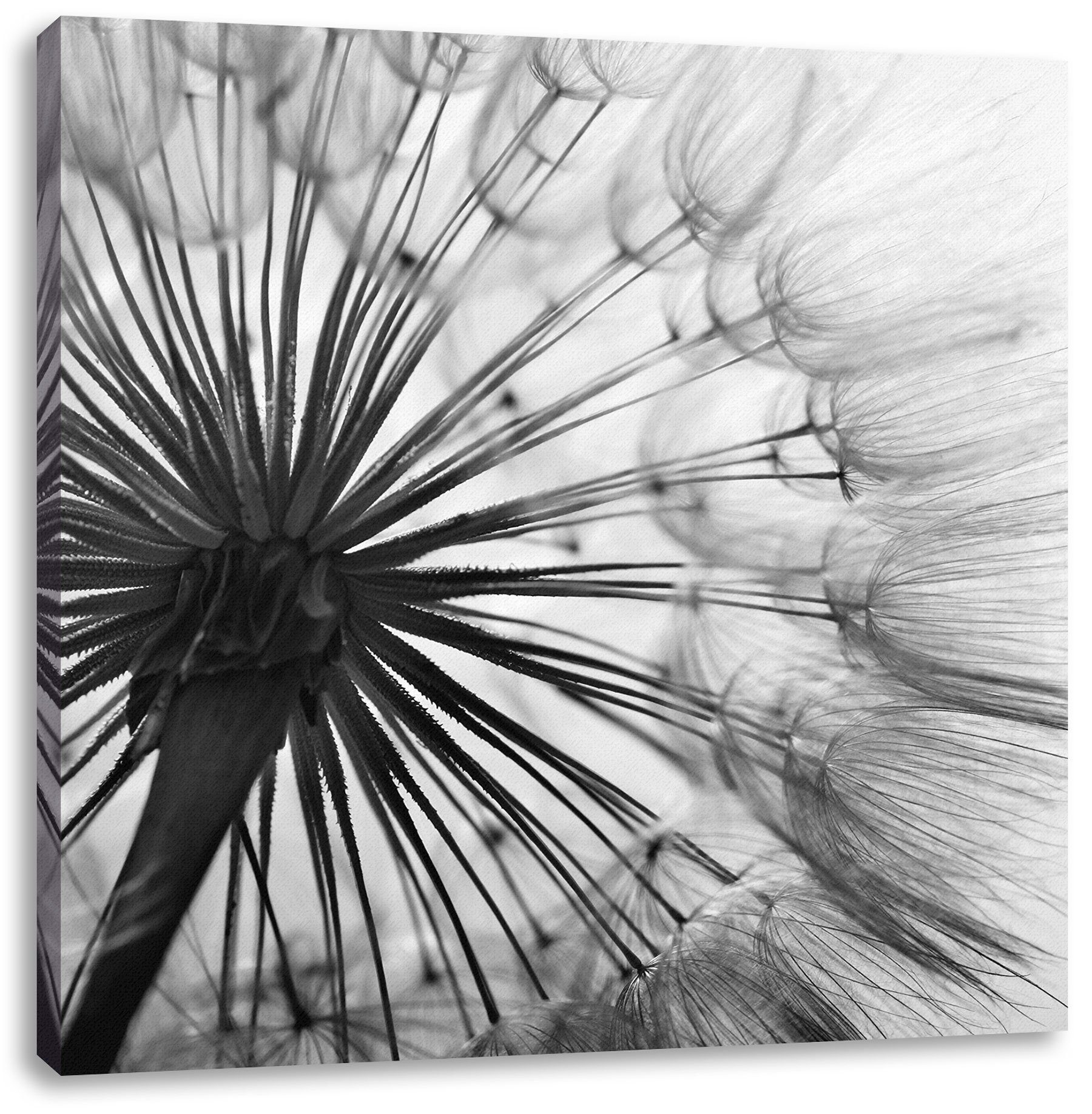Pixxprint Leinwandbild Schöne Pusteblume, Schöne Pusteblume (1 St), Leinwandbild fertig bespannt, inkl. Zackenaufhänger