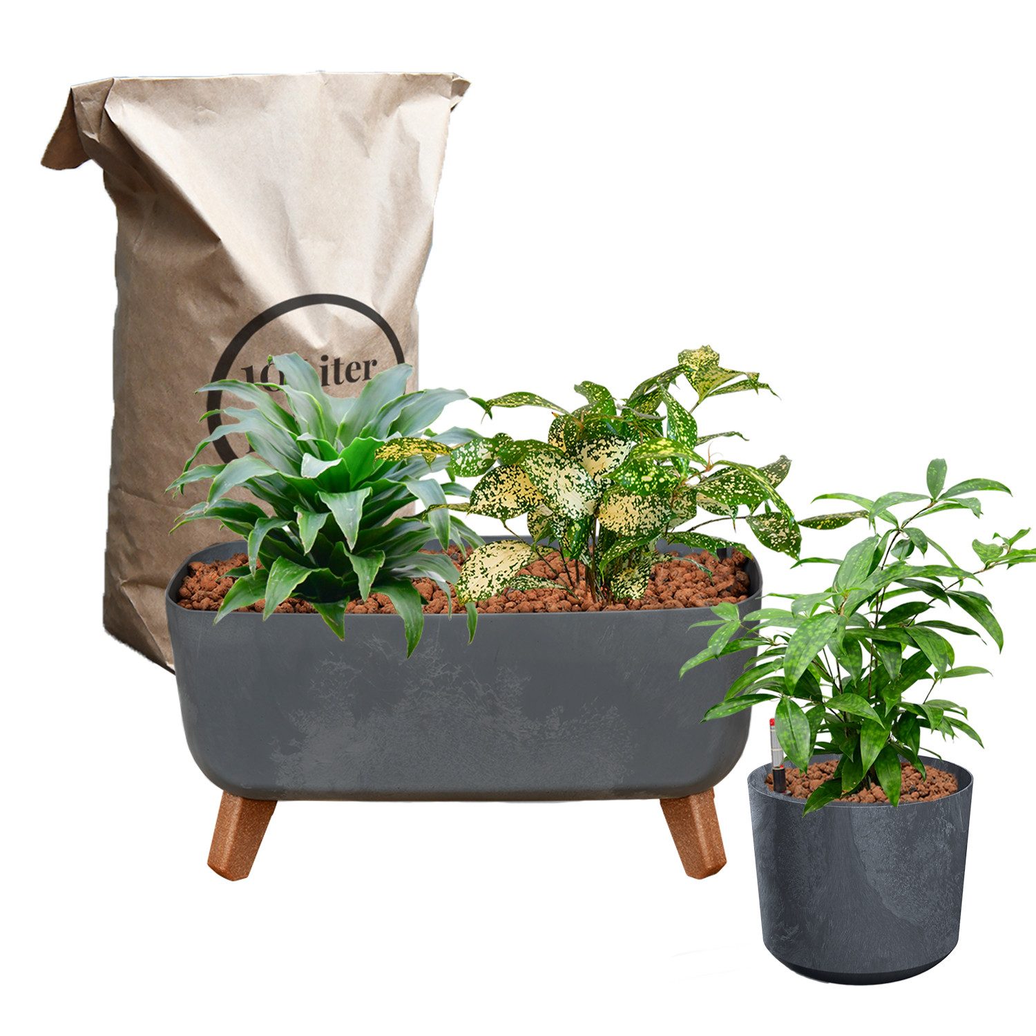 Green Me Up Zimmerpflanze Drachenbaum Mix inkl. Pflanzgefäß Blähton Wasserstandsanzeige & Dünger