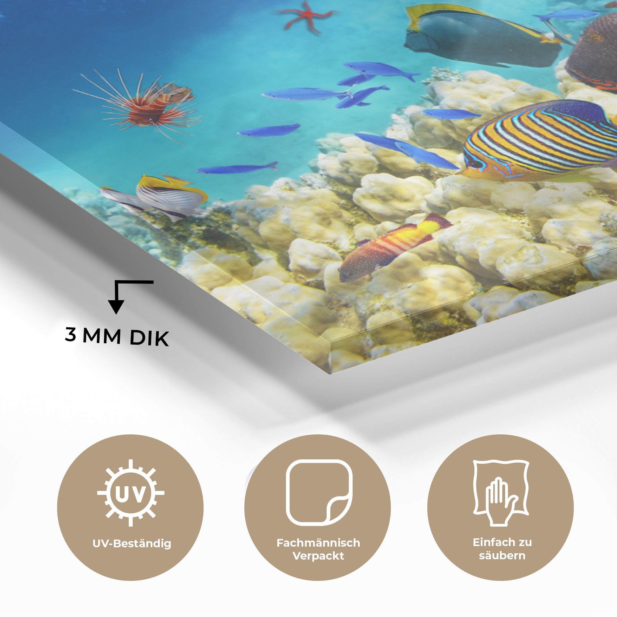 MuchoWow Acrylglasbild Meer - Fische Wanddekoration (1 Glasbilder - Unterwasserwelt, auf - Foto auf Wandbild Bilder St), Korallen - Glas Glas - 