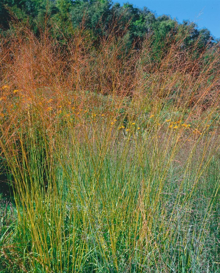 Pflanzen für Dich Gräser Molinia arund. Windspiel, 1 St., Pfeifengras, Riesen-Pfeifengras, hochwachsend, herbstfärbung gelb
