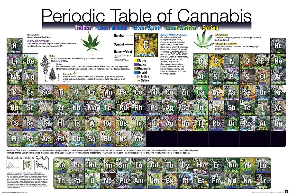 GB eye Poster Periodic Table Of Cannabis Periodensystem der Hanfsorten 91,5 x 61 cm