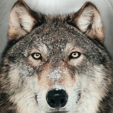 Bettwäsche Wolf Grau, ESPiCO, Renforcé, 2 teilig, Wildnis, Raubtier, Wildtier
