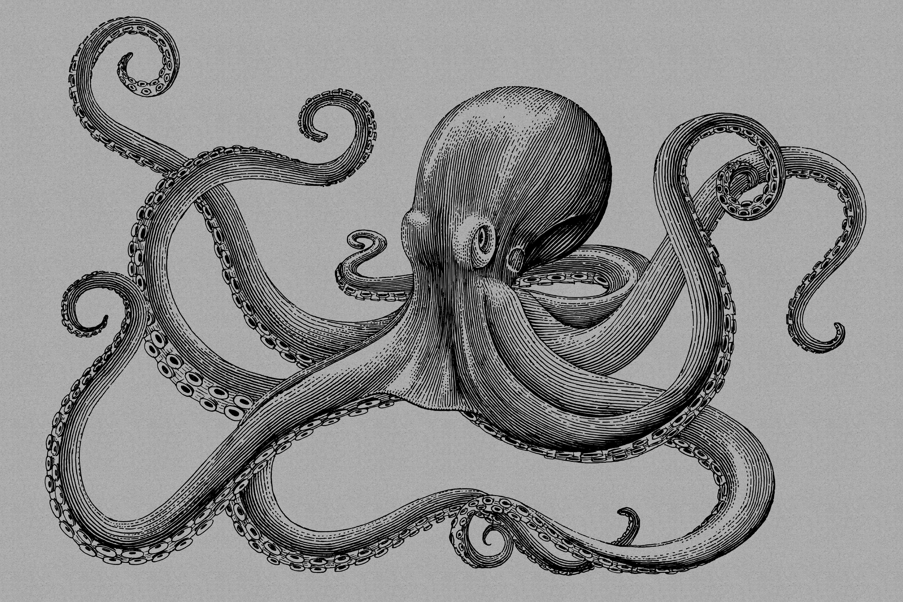 Création Leinwandbild (1 A.S. Krake Octopus Tiere Bild grau, jules, schwarz Keilrahmen St),