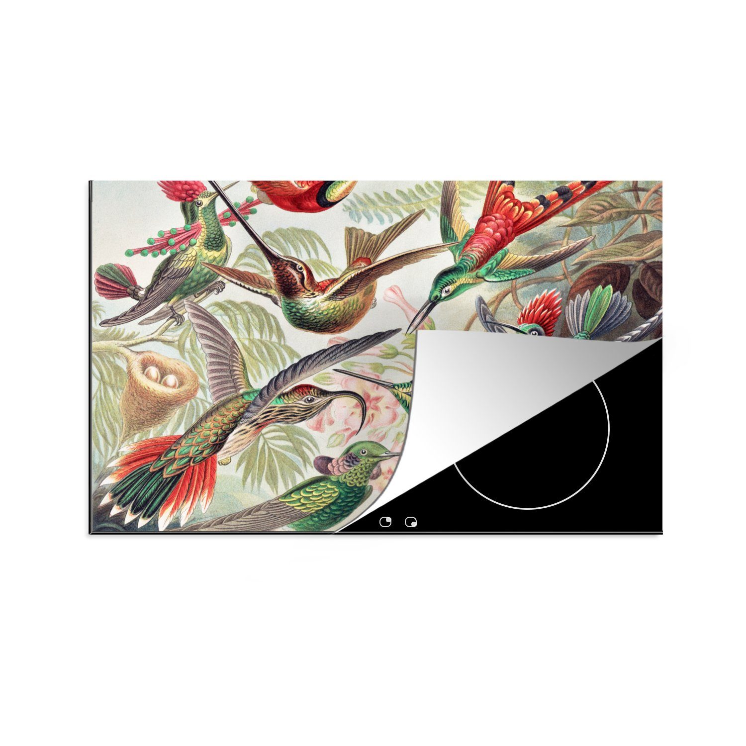 Induktionskochfeld - Haeckel Vinyl, MuchoWow Kunst Herdblende-/Abdeckplatte Ceranfeldabdeckung Ernst Schutz 80x52 - - tlg), - Natur, cm, (1 küche, für Vintage - Vogel die Kolibri