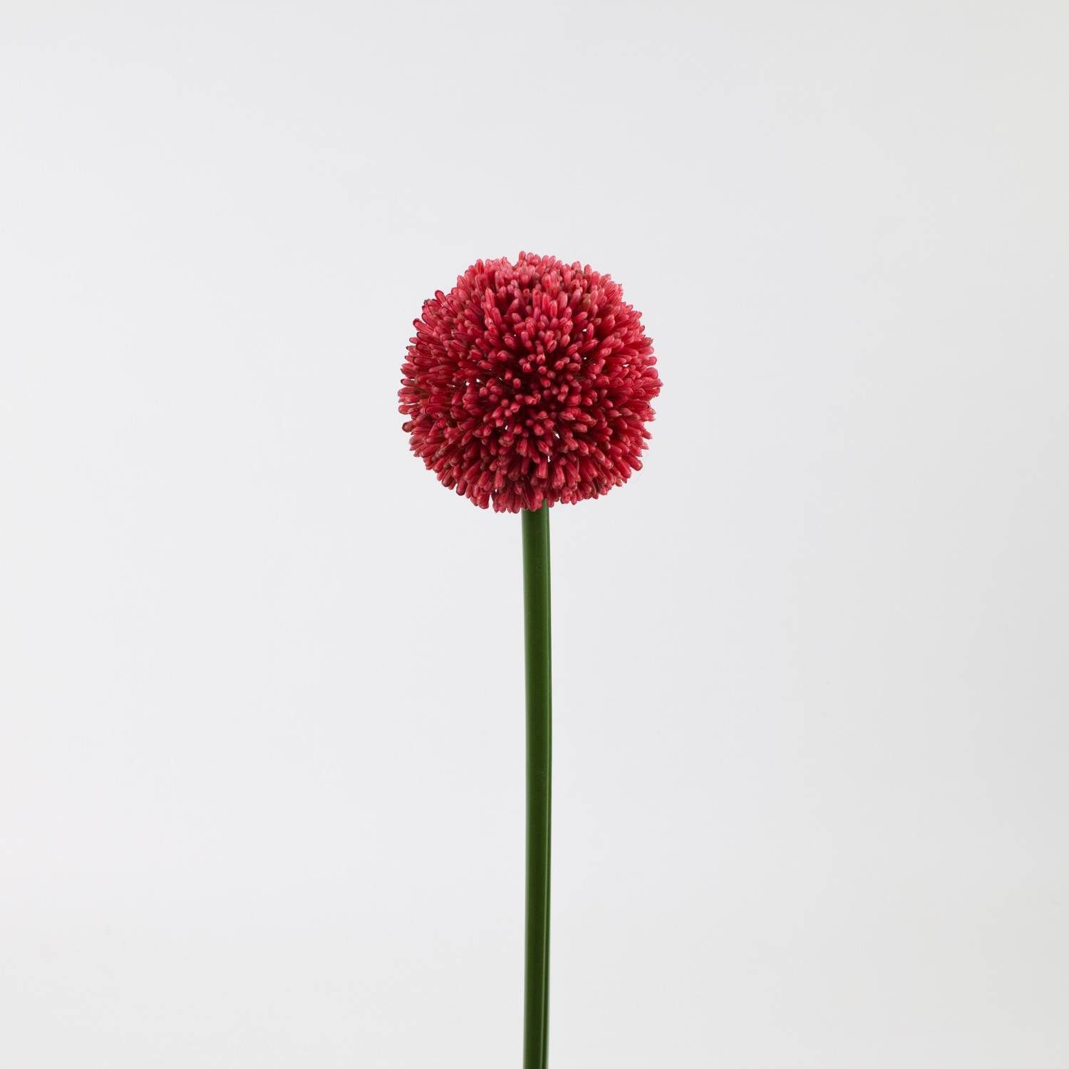 Kunstblume Künstlicher Alliumzweig, rot, 55cm, Ø 10cm - Kunstallium Allium, artplants, Höhe 65.0 cm