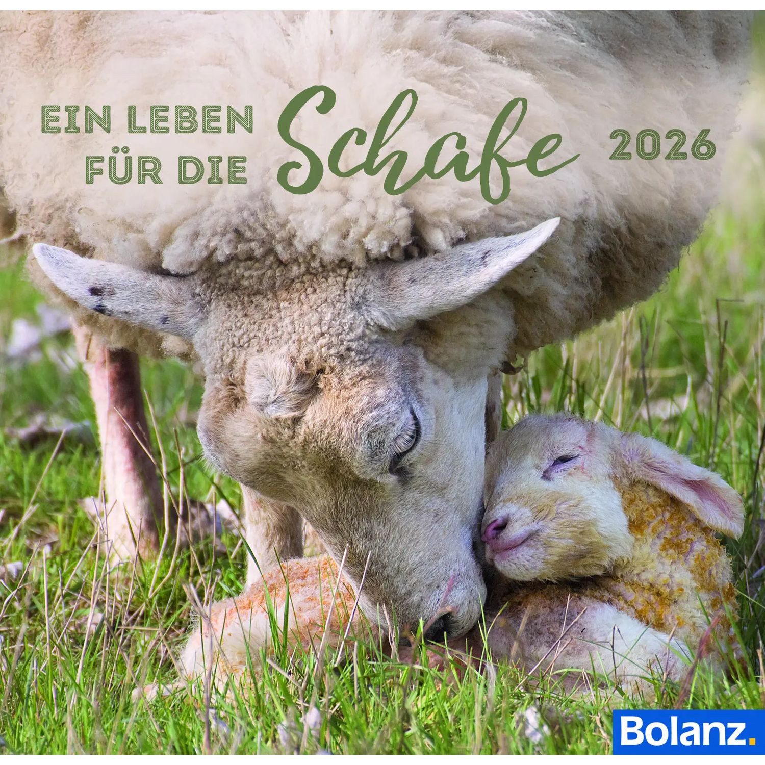 Tischkalender Ein Leben für die Schafe 2026 - Tischkalender