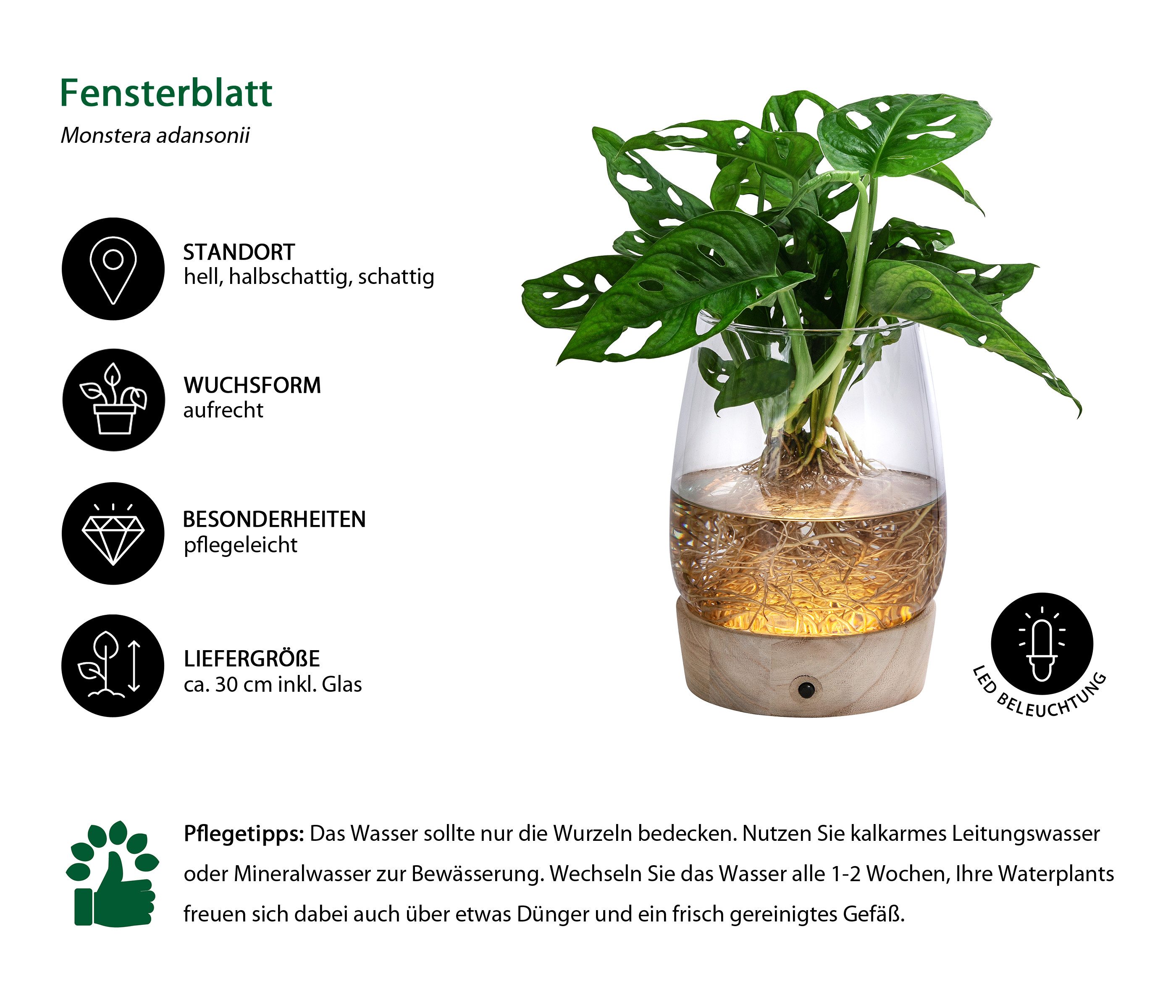 Dehner Zimmerpflanze Waterplant Fensterblatt im Glas, Monstera, mit LED, Mo günstig online kaufen