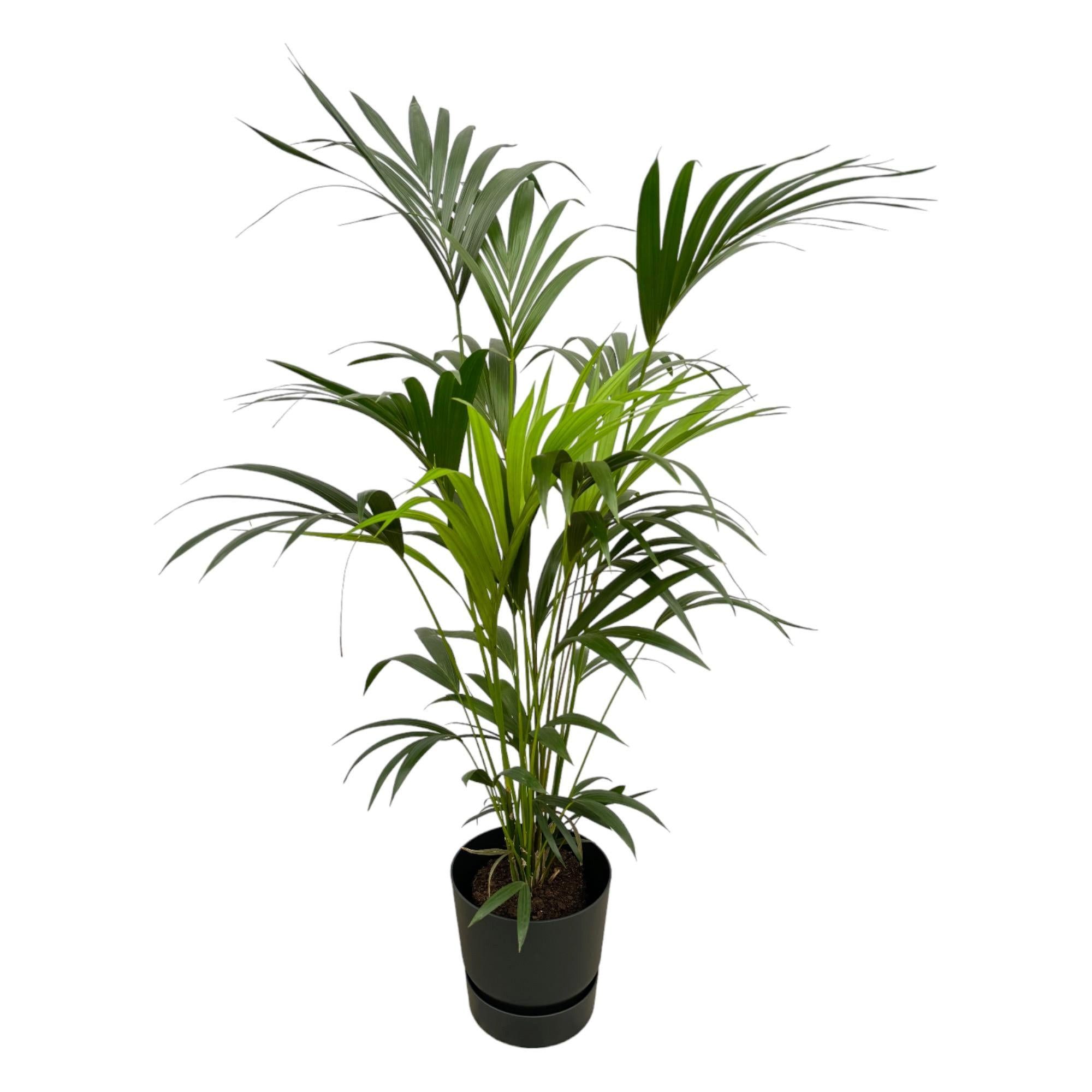 Florora Zimmerpflanze Howea forsteriana – Kentia-Palme – 160 cm