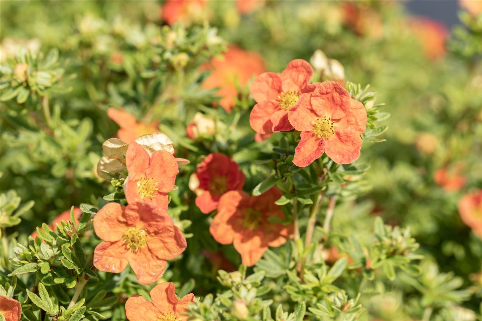Pflanzen für Dich Bodendecker Potentilla 'rot', 1 St., Fingerstrauch, Fünffingerstrauch, rote Blüten, kompakter Wuchs – Bild 3 von 5