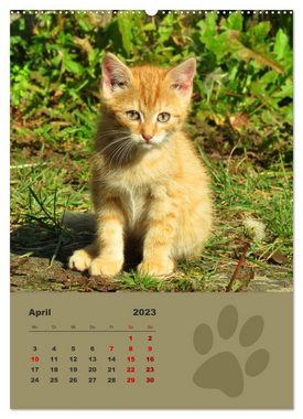 CALVENDO Wandkalender Wilde Tätzchen, kleine wilde Katzen entdecken die Welt (Premium, hochwertiger DIN A2 Wandkalender 2023, Kunstdruck in Hochglanz)