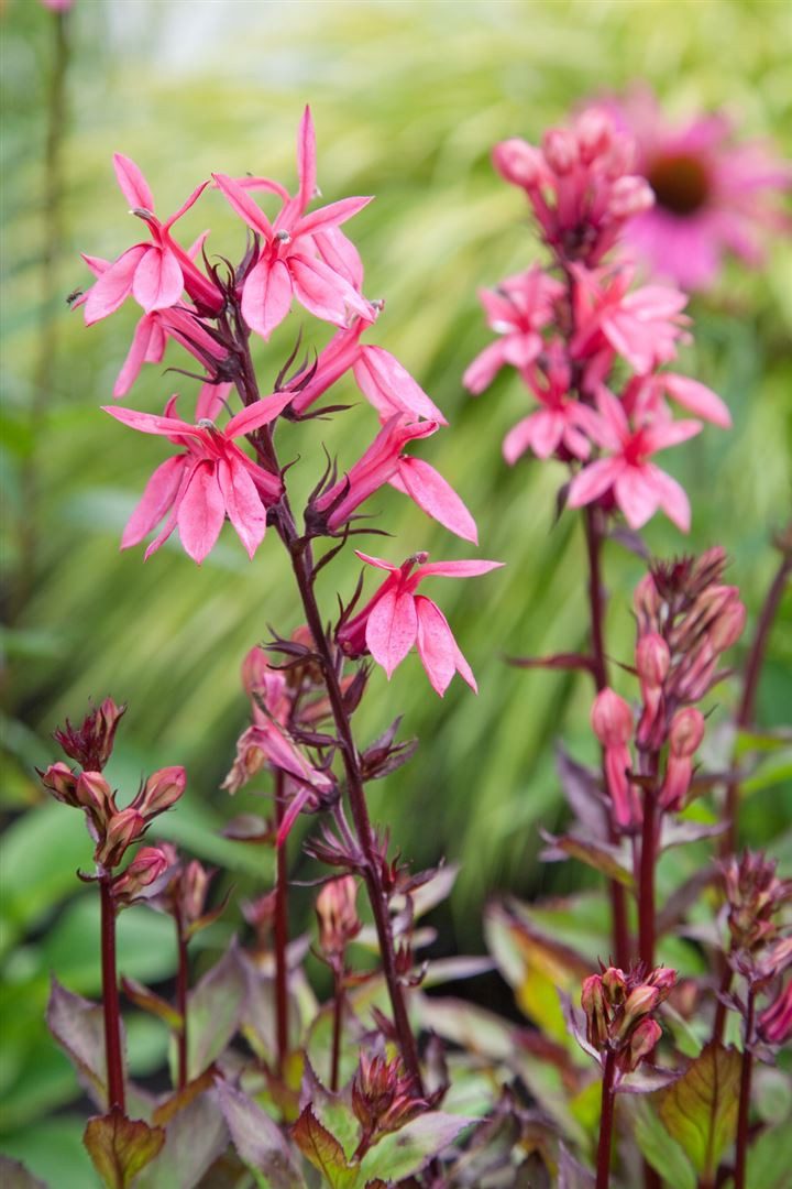 Pflanzen für Dich Staude Lobelia spec. Fan-Lachs, 1 St., Lobelie