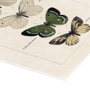 Posterlounge Poster Alexis Nicolas Noel, Tafel der Schmetterlinge, Vintage Illustration