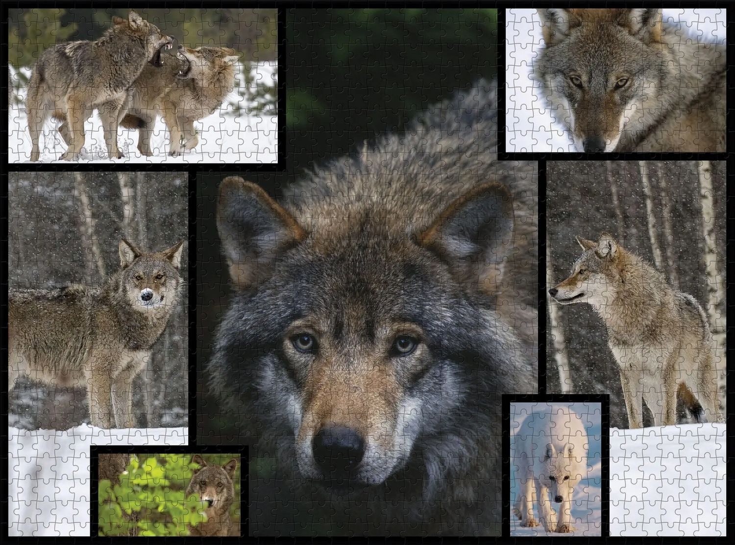 BrainBox Puzzle Ambassador - Wölfe 1000 Teile, 1000 Puzzleteile