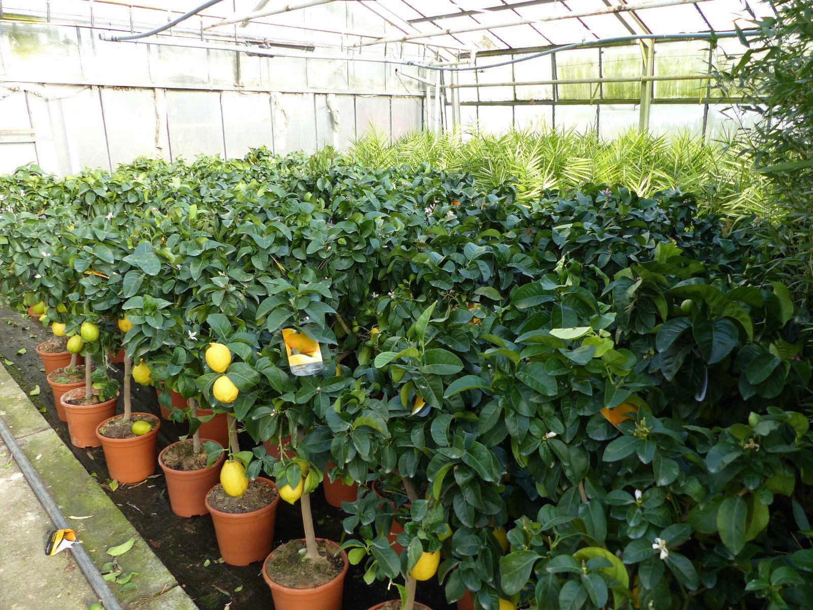 gruenwaren jakubik Zitronenbaum echter Zitronenbaum 70 - 100 cm Zitrone Citrus Limon – Bild 4 von 5