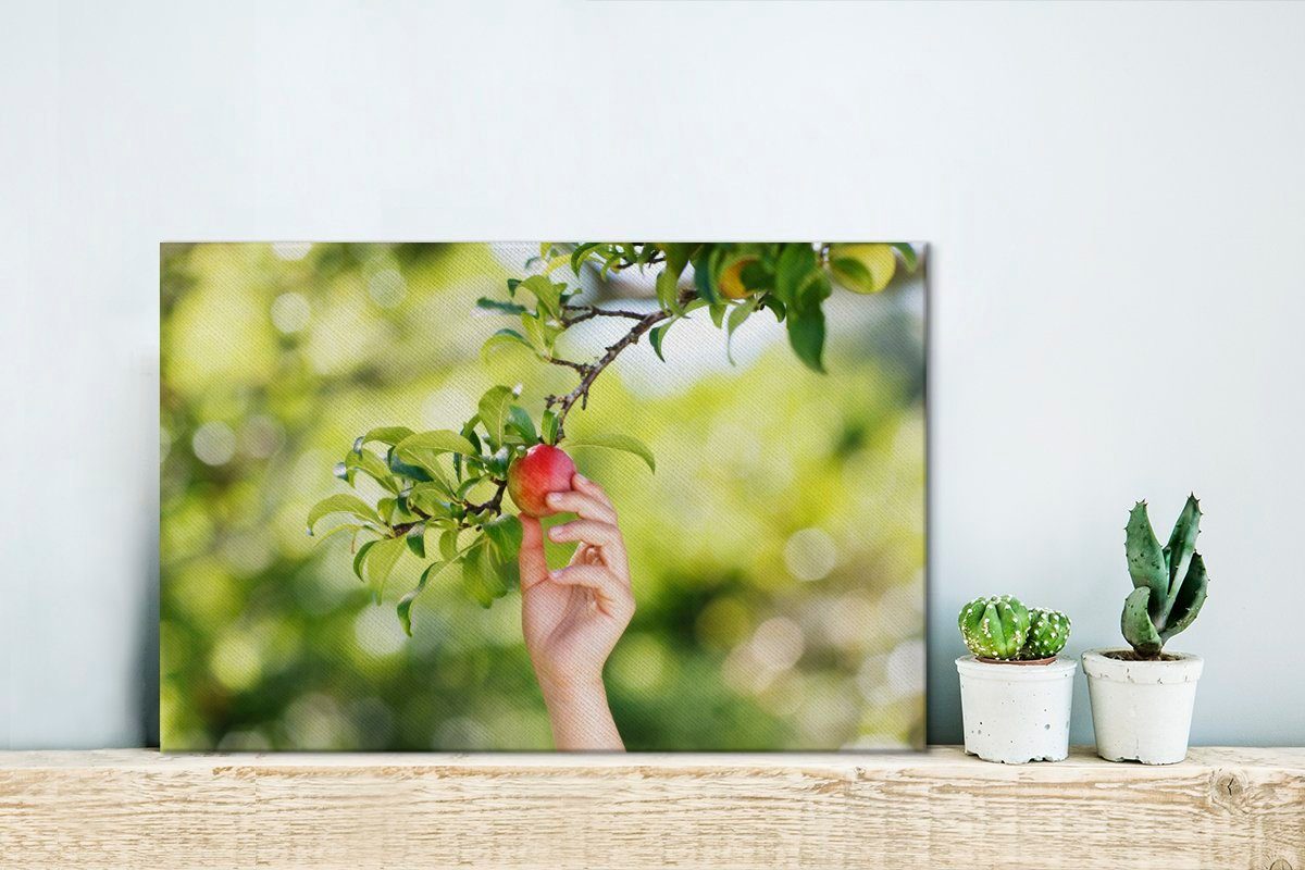 Obstbäume OneMillionCanvasses® Leinwandbilder, St), Apfel, Wandbild (1 Leinwandbild Aufhängefertig, cm - Wanddeko, 30x20 - Gemüsegarten